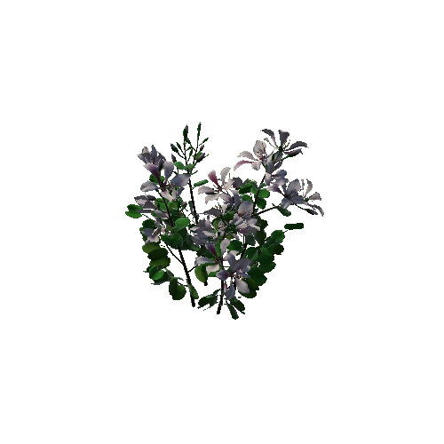Flower Bauhinia Variegata3.3